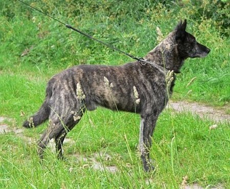 gold brindle dutch shepherd